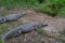 Two nile crocodile in madagascar forest on green grass