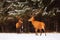 Two noble deer males against the background of a beautiful winter snow forest. Natural winter landscape. Christmas image. Selecti