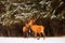 Two noble deer males against the background of a beautiful winter snow forest. Natural winter landscape. Christmas image. Selecti