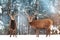 Two noble deer males with females against the background of a beautiful winter snow forest. Artistic winter landscape.