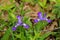 Two Northern Blue Flag Irises - Iris versicolor