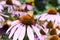 Two Northern Broken-dash skipper butterflies on a flower