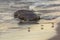 Two northern elephant seal pups on the beach