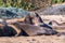 Two Northern elephant seals Mirounga angustirostris fighting during mating season while surrounded by other sleeping young males