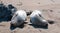 Two Northern Elephant Seals warming in the sun at the Piedras Blancas Elephant Seal colony on the Central Coast of California