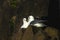 Two northern fulmars squawking on a cliff ledge Scotland sitting