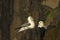 Two northern fulmars squawking on a cliff ledge Scotland sitting