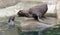 Two Northern fur seals Callorhinus ursinus. Conflict