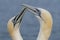 Two Northern Gannets Morus bassanus touching beaks to greet each other. Mating gannets on cliffs, Helgoland in Germany,