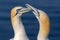 Two Northern Gannets in sunset light at German island Helgoland