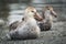 Two northern giant petrels sitting on beach