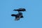 Two northern ravens in flight on a sunny day