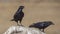 Two Northern Ravens on Rock