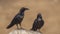 Two Northern Ravens Standing on Rock