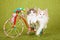 Two Norwegian Forest Cat kittens sitting inside decorated tricycle cart