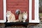 Two norwegian forest cats outdoors on a doorstep.