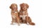 Two Nova Scotia Duck Tolling Retriever dogs