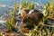 Two nutria sit in reed on pond