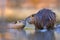 Two nutrias touching with noses and seemingly kissing in water