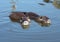 Two nutrias  in water