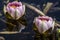 Two Nymphaea \'Mrs Richmond\' Waterlilies