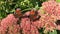 Two Nymphalidae butterflies sits on a blooming pink bush in the garden