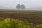 Two oak trees in the middle of a field shrouded in fog