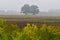 Two oak trees in the middle of a field shrouded in fog,