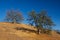 Two Oaks on a Hillside