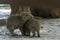 Two offspring of Capybara, capybara or "capybara", American rodent in a natural state