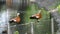 Two ogar ducks sitting on a fence