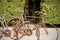 Two Old bicycle in garden Classic retro vintage tone