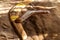 Two old boomerangs laying on the kangaroo skin, fur with wooden glossy table in the background. Souvenirs from Australia on