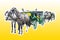 Two old carriages pulled by a couple of horses - image on yellow background