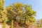 Two old common oaks with autumn leaves on hill slope