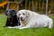 Two old labradors lying together