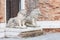 Two old lions statues in front of an old house on Murano island, near Venice, Italy