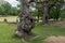 Two old oaks standing in a nature reserve