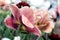 Two Old Pink Double Flowering Tulips from Closeup