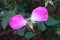 Two old pink petals left on this dying flower bloom