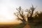 two old poplar trees with bare branches at a path next to a field in the misty morning sunrise light,autumn landscape with copy s