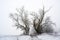 Two old poplar trees on a country lane in cold grey winter weather, copy space