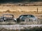 Two old rusty cars sit in a grassy field