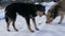 Two old stray dogs eating bones in the snow on a winter day. A flock of hungry dogs waiting for food from a volunteer in