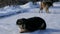 Two old stray dogs eating bones in the snow on a winter day. A flock of hungry dogs waiting for food from a volunteer in