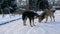 Two old stray dogs eating bones in the snow on a winter day. A flock of hungry dogs waiting for food from a volunteer in