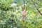 Two old and traditional handmade guitars Hanging in the trees in a summer day