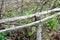 Two old wooden gray dry sticks, boards, branches and stuck in them rusty nail, background