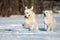 Two olden retriever dogs running in winter