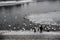 Two older men feeding ducks and swans by freezing river, Krakow, Poland